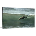 20 x 30 in. Galapagos Sea Lion Art Print R468