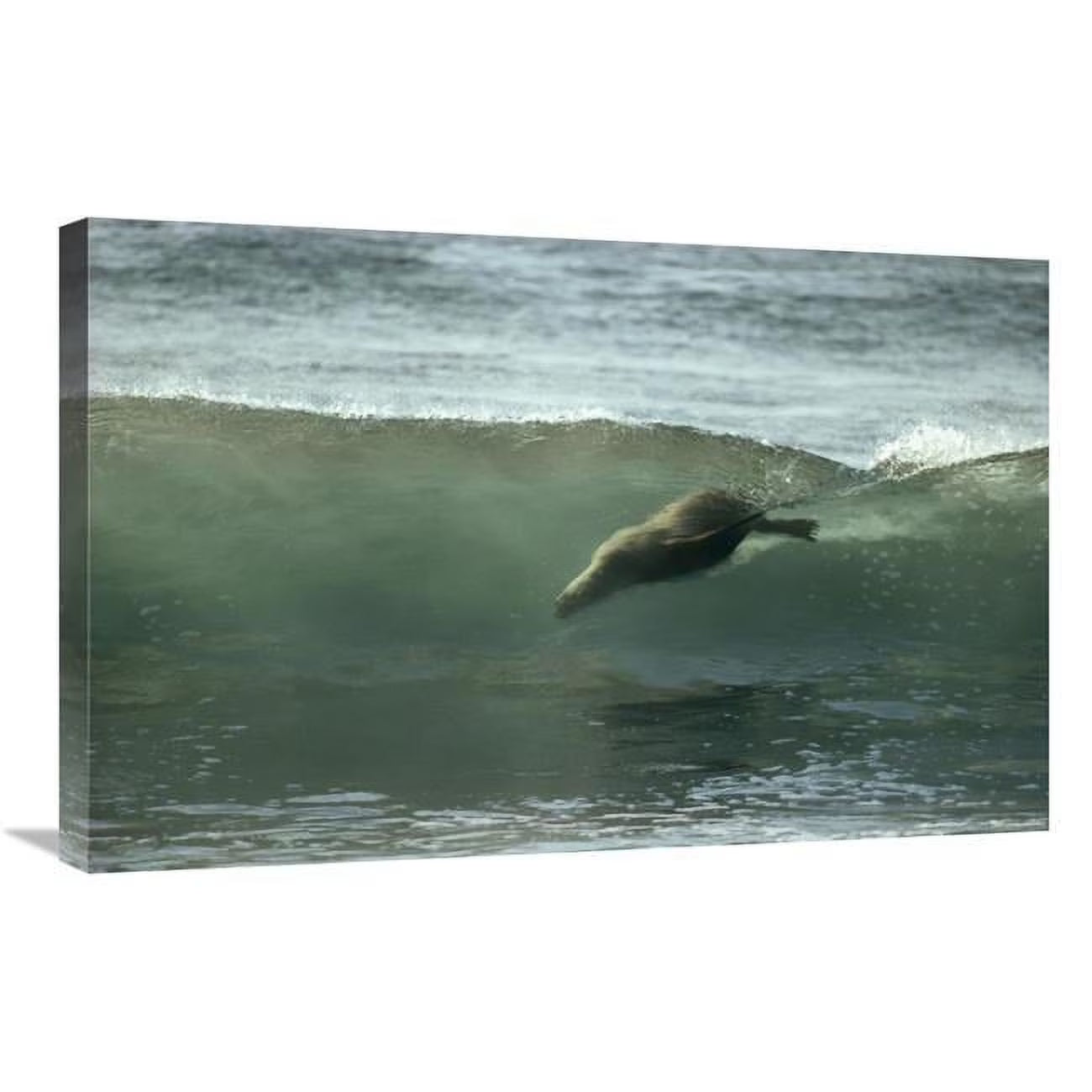 20 x 30 in. Galapagos Sea Lion Art Print R468