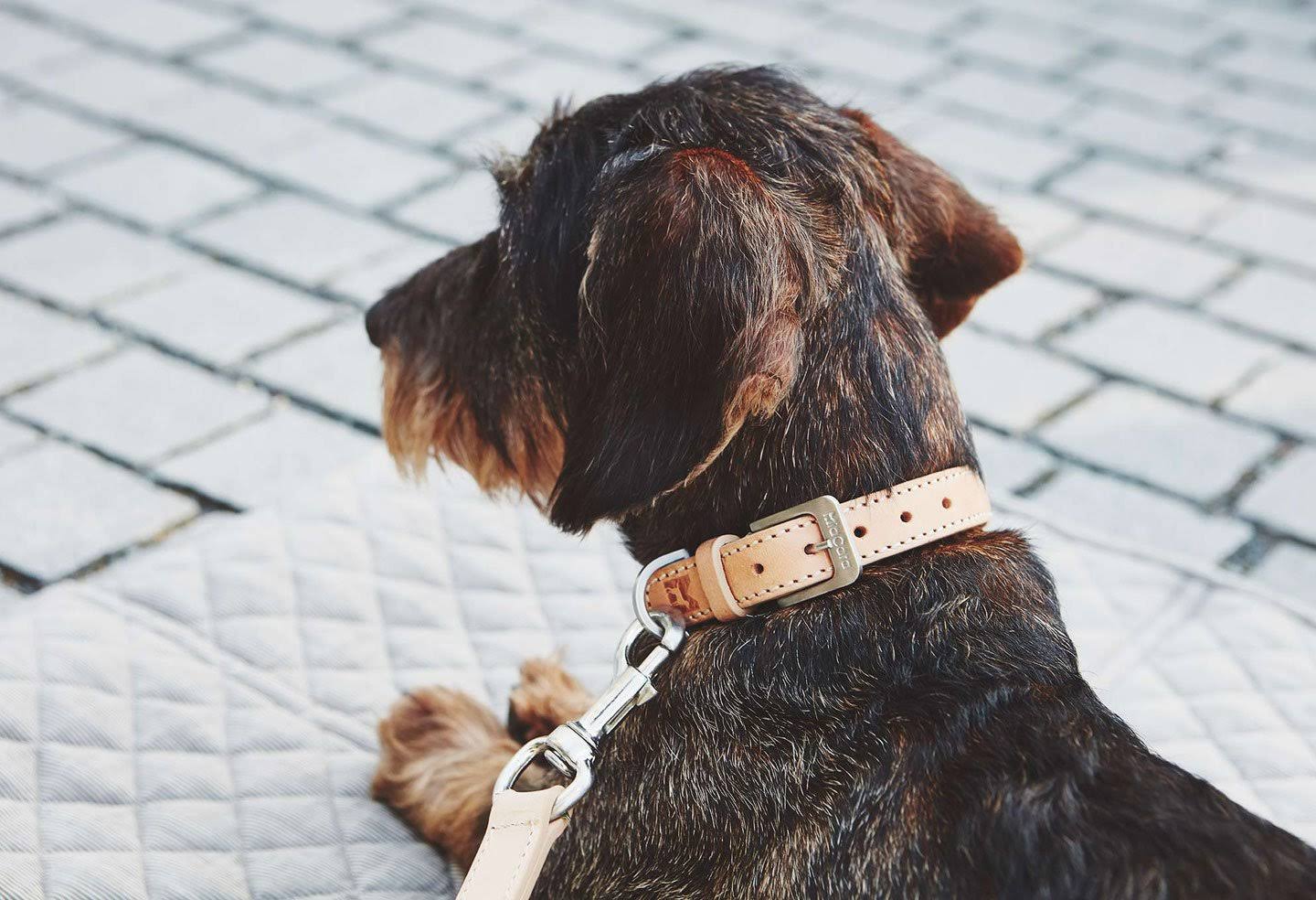 Brown Dog Collar Q953735