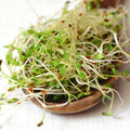 25 lb Bulk Organic Alfalfa Sprouting Seeds E702861