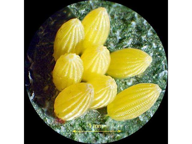Trinocular Stereo Microscope, WH10x Eyepieces, 20x/40x/80x Magnification, 2x/4x Objective, Upper and Lower Halo L785036