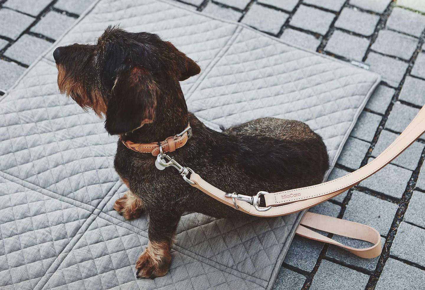 Brown Dog Collar Q953735