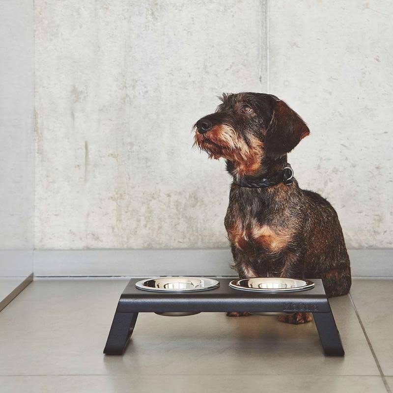 Brown Dog Collar Q953735